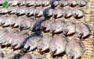 bầu ăn cá sặc được không