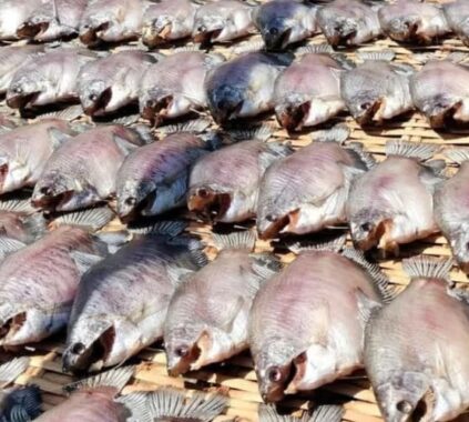 khô cá sặc bao nhiêu 1 kg