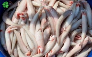 Cá khoai là cá gì 1