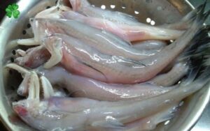 Cá khoai là cá gì 1