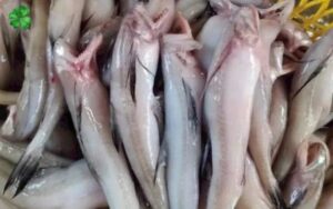 Cá khoai là cá gì 1