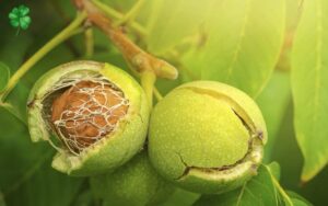 Thực phẩm giàu chất béo omega 3