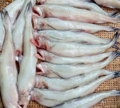 cá khoái có tác dụng gì 4