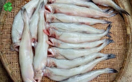cá khoái có tác dụng gì 4