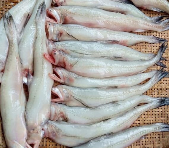 cá khoái có tác dụng gì 4