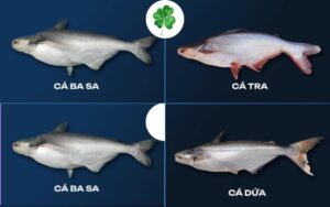 cứ dứa và cá basa 1