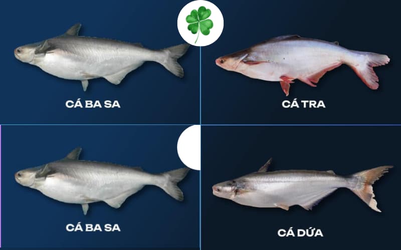 cứ dứa và cá basa 1