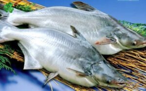 cứ dứa và cá basa 1