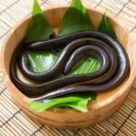 Con lươn là con gì? Tìm hiểu