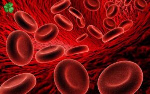 Con lươn là con gì? 