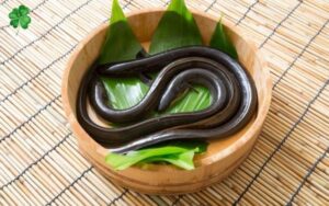 Con lươn là con gì? Tìm hiểu