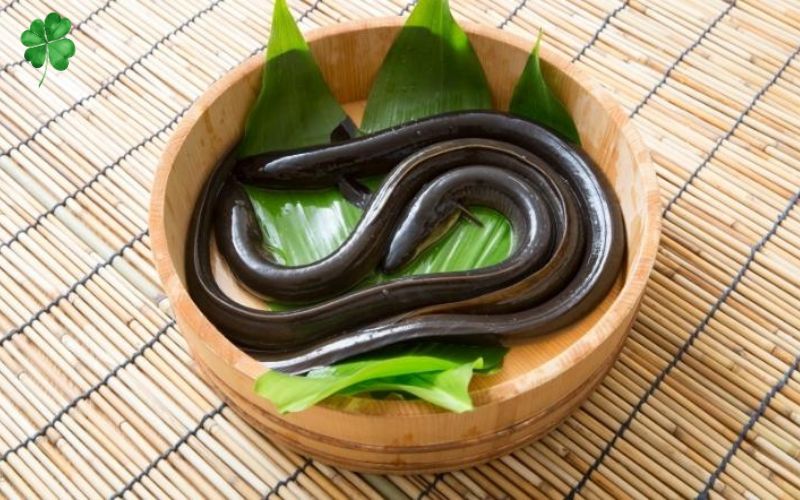 Con lươn là con gì? Tìm hiểu