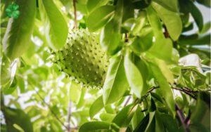 Lợi ích của quả mãng cầu 2