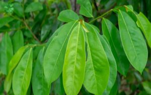 Lá mãng cầu làm trà có thể giúp kiểm soát đường huyết