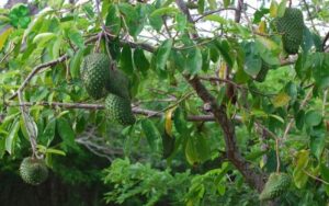 Tác dụng của trà mãng cầu 4