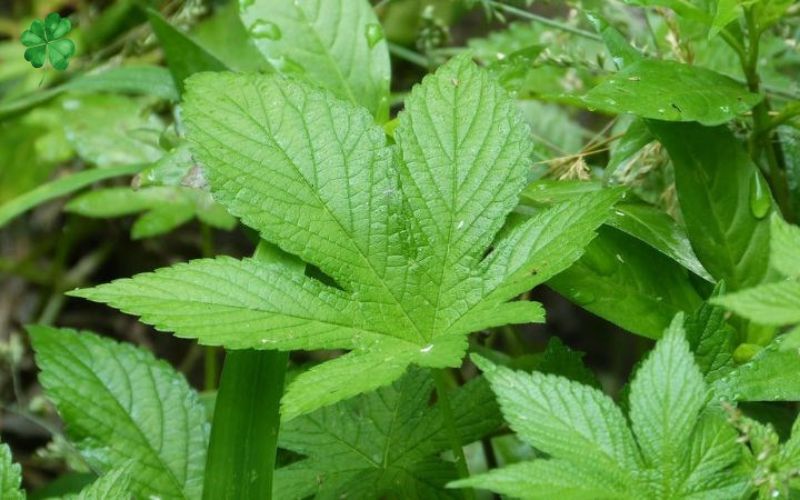 Uống trà giảo cổ có giảm cân không