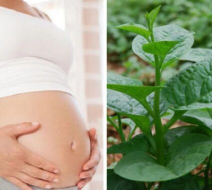 Bầu 3 tháng đầu ăn rau mồng tơi được không
